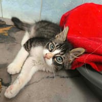 MANNY, chat à adopter