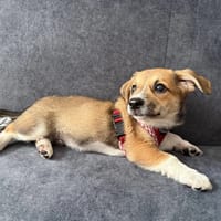 Czibi, pies do adopcji