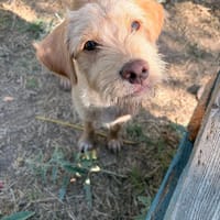 serfer, chien à adopter
