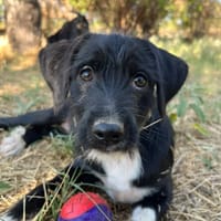 phoebe, chienne à adopter