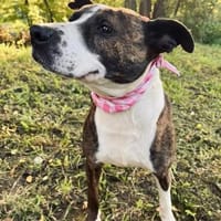 Dina (Dynamit) -Zweite Chance für eine treue Hundeseele, Hündin zur Adoption