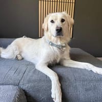 Minka aus Kamlach sucht ihr Zuhause, Hündin zur Adoption