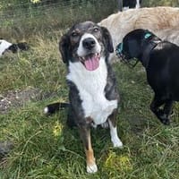 Snoop sucht seine Menschen, Hund zur Adoption
