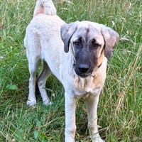 Ayla sucht ein liebevolles Zuhause 🐾, Hündin zur Adoption