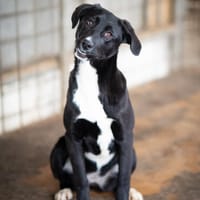 Charlene sucht ein Zuhause, Hündin zur Adoption