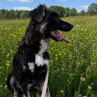 Carla - ländliches Zuhause gesucht, Hündin zur Adoption