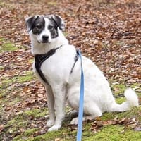 Sharo, Hund zur Adoption