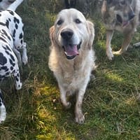 Arko sucht sein Körbchen, Hund zur Adoption