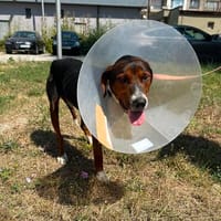 Hero, lieber Handicap Hund, Hund zur Adoption