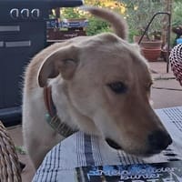 Arturo - großer Hund, großes Herz..., Hund zur Adoption