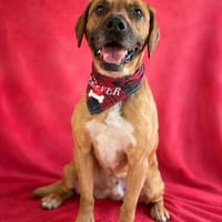 Beam -Loyaler Wegbegleiter möchte endlich ankommen!, Hund zur Adoption