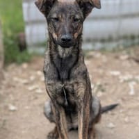 WENDY - neugierige, sensible Junghündin, Hündin zur Adoption