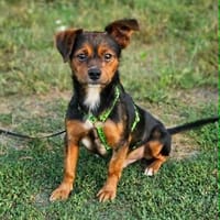 Ronan gewinnt alle Herzen im Sturm, Hund zur Adoption