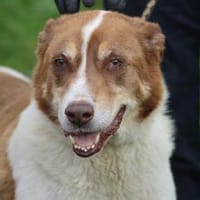 Juka, Hund zur Adoption