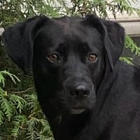 Kuma ein freundliches Mädchen, Hündin zur Adoption