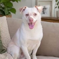 Mia, Hündin zur Adoption
