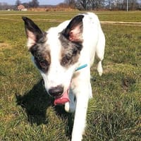 Pflegehund Amani sucht engagierte Menschen, Hund zur Adoption