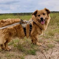 Kleiner Rüde Yasu sucht seine Menschen, Hund zur Adoption