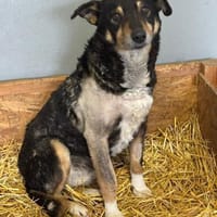 Seniorin sucht Senioren/in, Hündin zur Adoption