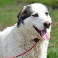 Treue Seele Terence sucht ein Zuhause, Hündin zur Adoption