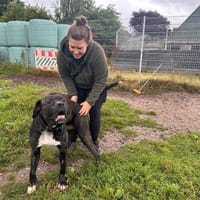 Uwe sucht seine Menschen, Hund zur Adoption