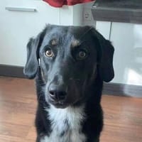 Rüde Filou sucht engagierte Menschen, Hund zur Adoption