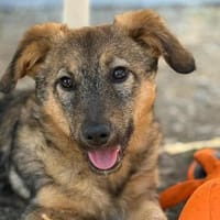 neugieriger & fröhlicher Junghund BRÖSEL, Hund zur Adoption