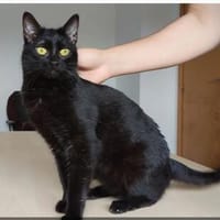 Ozzy - eleganter, verschmuster, schwarzer Kater, Kater zur Adoption