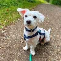 Unerfahrener Malteser Bubi wartet in 30519 Hannover., Hund zur Adoption