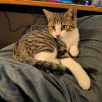 Oni - Kater, Kater zur Adoption