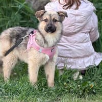 Velina, Hündin zur Adoption