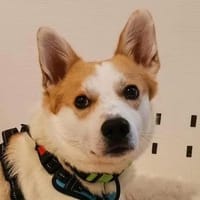 DRINGEND. Misshandelter Finley sucht Paten!, Hund zur Adoption