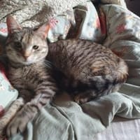 Skittles  offene Schmusekatze, Katze zur Adoption