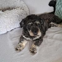 Chaplin - der Wuscheltraumprinz, Hund zur Adoption