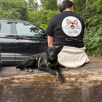 KALLE  sensibler, lieber Rüde, Hund zur Adoption