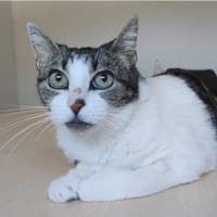Karen - ruhig, sanftmütig & superlieb, Katze zur Adoption