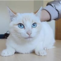 Melissa - schöne, super liebe Thai-Siam-Mix, Katze zur Adoption