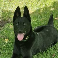 Soley💕wartet in 51469 Bergisch-Gladbach, Hündin zur Adoption