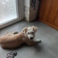 Sanfte Sissy sucht ein liebevolles Zuhause zum Ankommen, Hündin zur Adoption