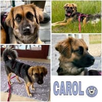 CAROL -Anhänglicher, kleiner Wirbelwind-, Hündin zur Adoption