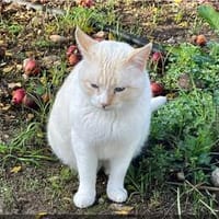 Bobby (Leuk.+FIV pos.)-lieb & freundlich, Kater zur Adoption