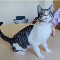 Camala (mit Cedrik) - gesellig, zutraulich & verspielt, Katze zur Adoption