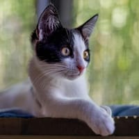 Jella - pure Lebenslust, Katze zur Adoption