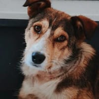 LUI - menschenbezogener, ruhiger Junghund, Hund zur Adoption