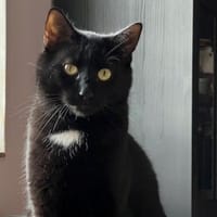 Marty-  verspielt, neugierig & lieb, Kater zur Adoption