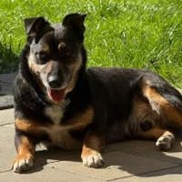 Süßer Leroy wartet bei 53819 Neunkirchen, Hund zur Adoption