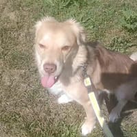 Balou sucht nach Enttäuschung neues Zuhause, Hund zur Adoption