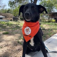 BONI  sensibler, kluger Rüde, Hund zur Adoption