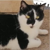 Macarena - super freundlich & verschmust, Katze zur Adoption