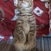 Familie Stein sucht Menschen mit Geduld, Kater zur Adoption